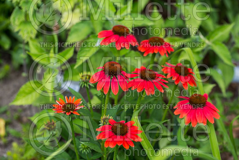 Echinacea Sombrero Salsa Red (Coneflower) 9 