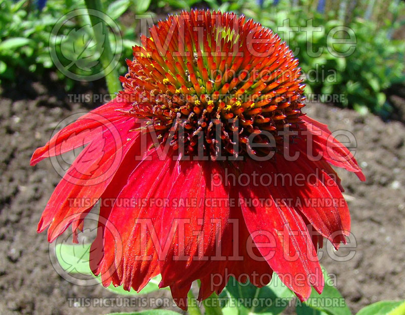 Echinacea Sombrero Salsa Red (Coneflower) 7 