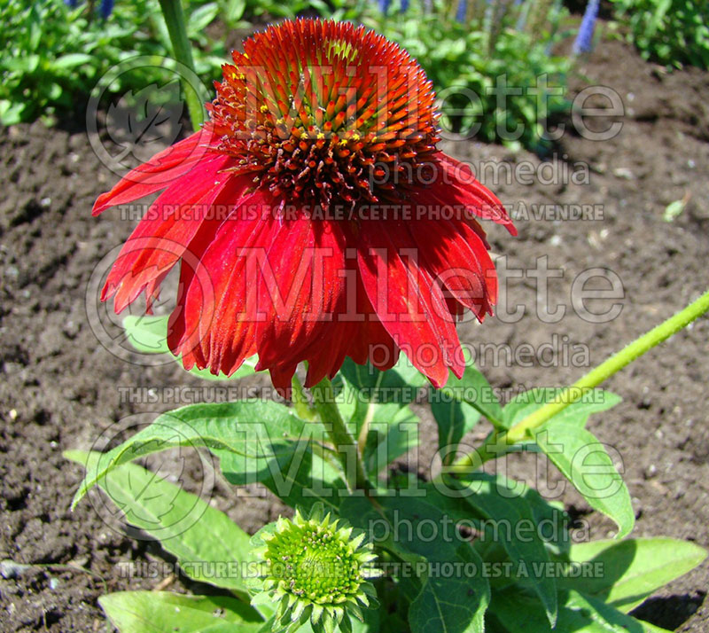 Echinacea Sombrero Salsa Red (Coneflower) 6 