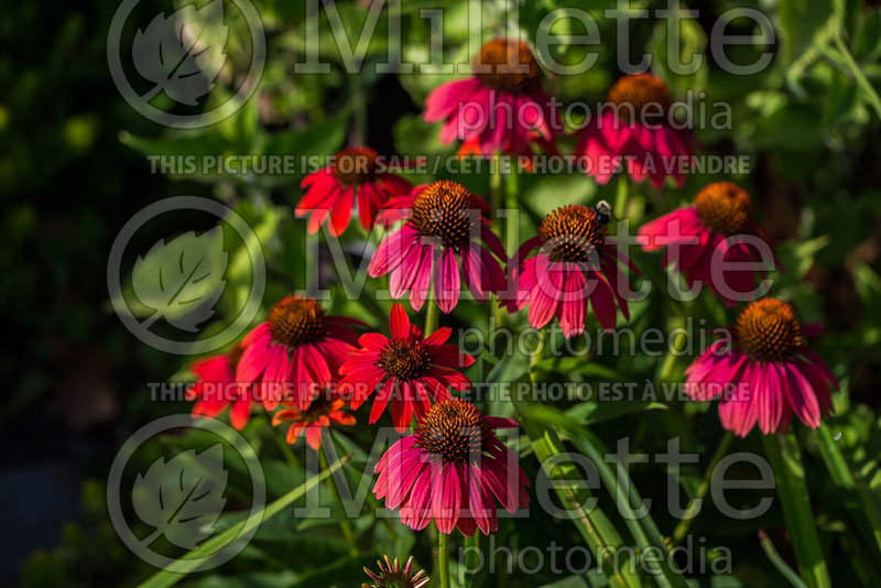 Echinacea Sombrero Salsa Red (Coneflower) 10 