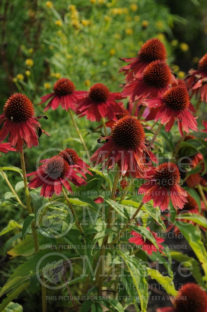 Echinacea Sombrero Salsa Red (Coneflower) 2 