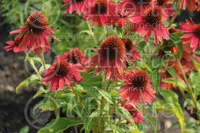 Echinacea Sombrero Salsa Red (Coneflower) 4 