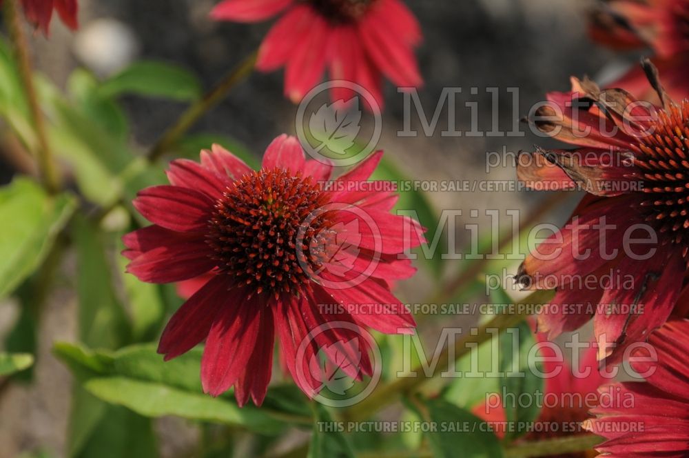 Echinacea Sombrero Salsa Red (Coneflower) 5 