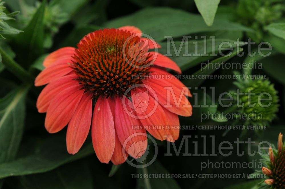 Echinacea Sombrero Salsa Red (Coneflower) 3 