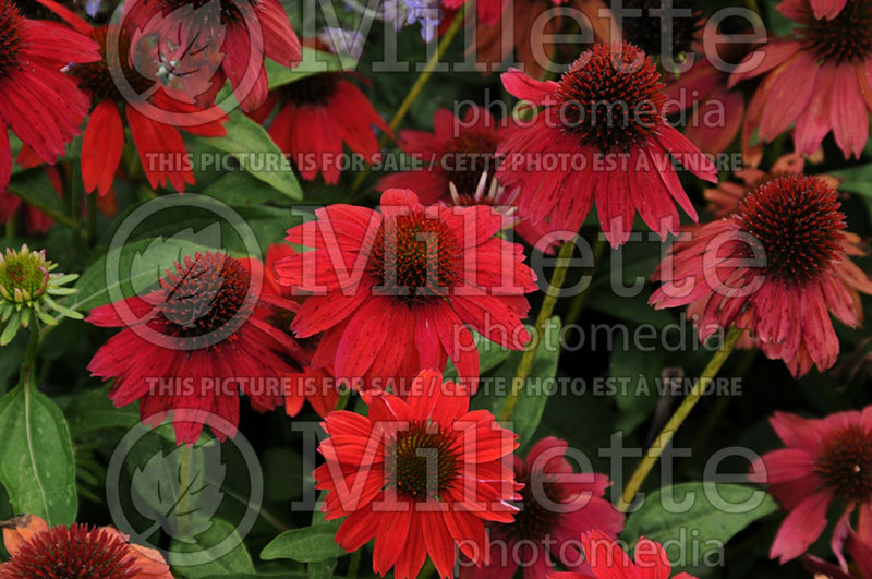 Echinacea Sombrero Salsa Red (Coneflower) 1