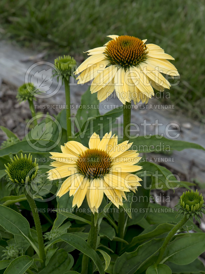 Echinacea Sombrero Sandy Yellow or Balsomselo (Coneflower) 11