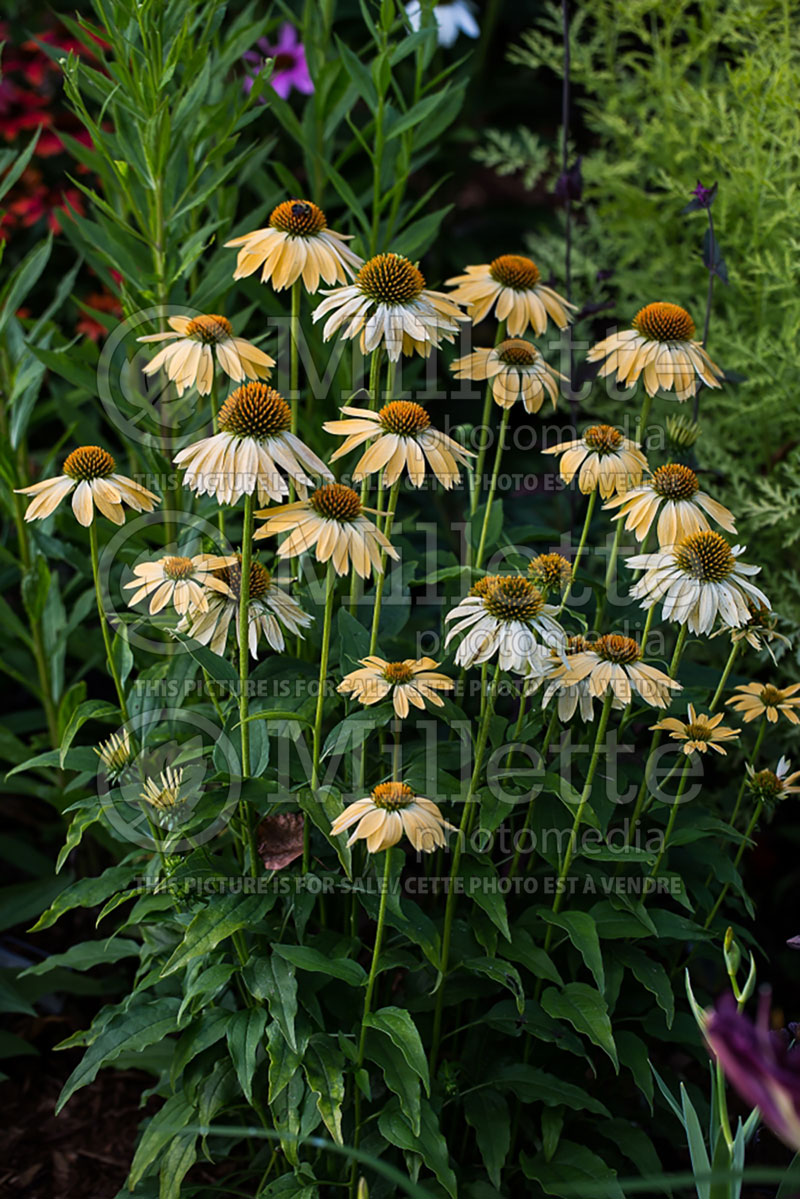 Echinacea Sombrero Sandy Yellow or Balsomselo (Coneflower) 10