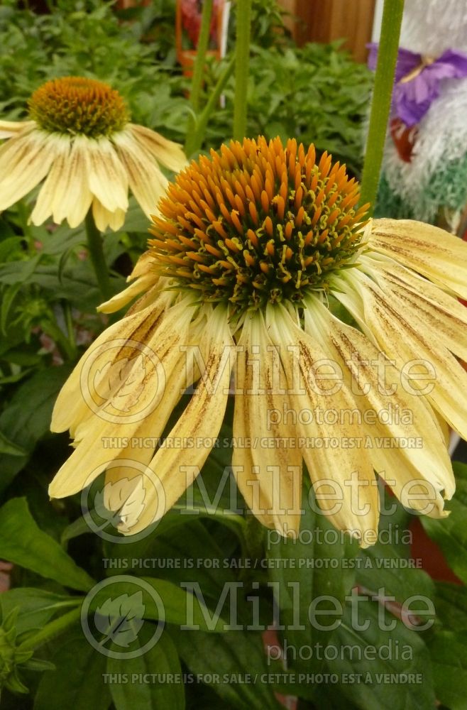 Echinacea Sombrero Sandy Yellow or Balsomselo (Coneflower) 8