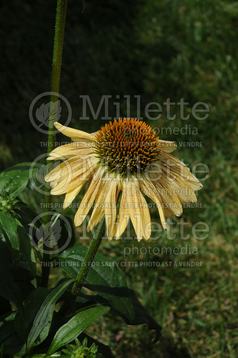 Echinacea Sombrero Sandy Yellow or Balsomselo (Coneflower) 2 