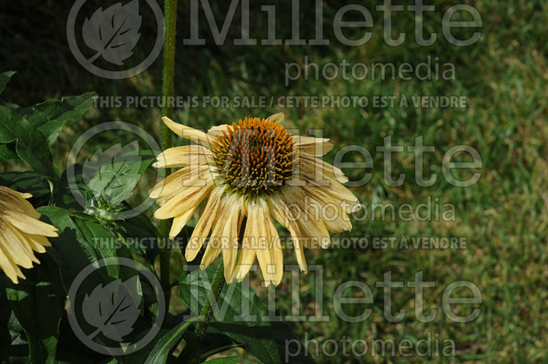 Echinacea Sombrero Sandy Yellow or Balsomselo (Coneflower) 3 