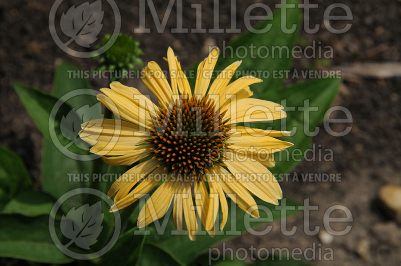 Echinacea Sombrero Sandy Yellow or Balsomselo (Coneflower) 4 