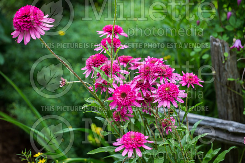 Echinacea Southern Belle (Coneflower) 2 