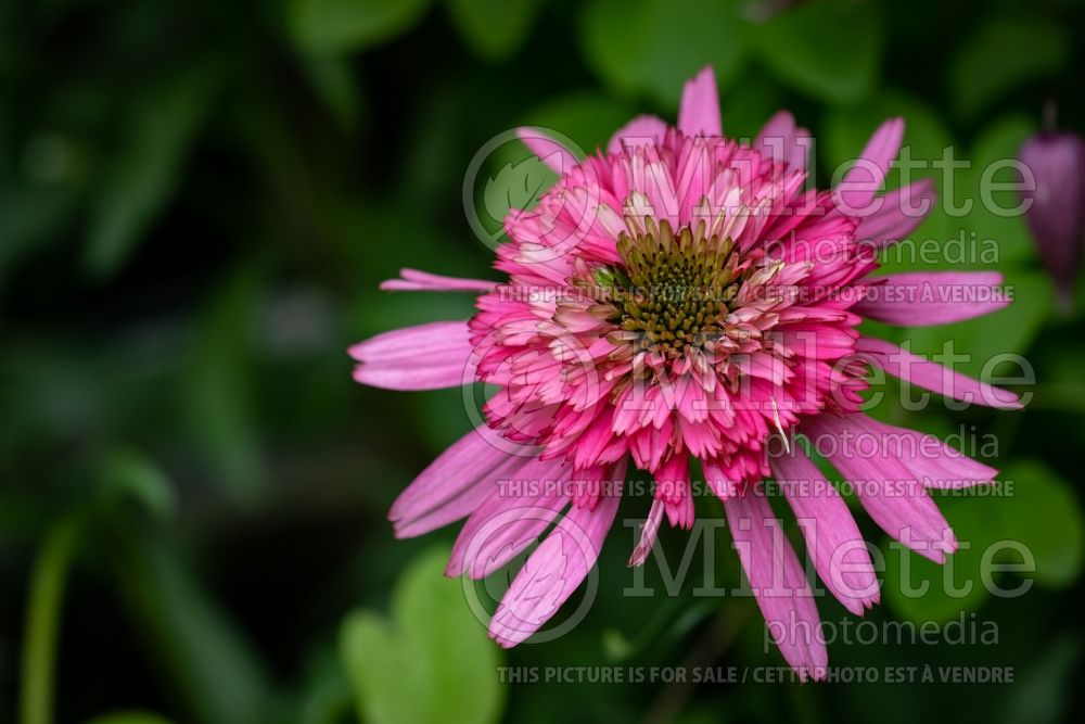 Echinacea Southern Belle (Coneflower) 4 