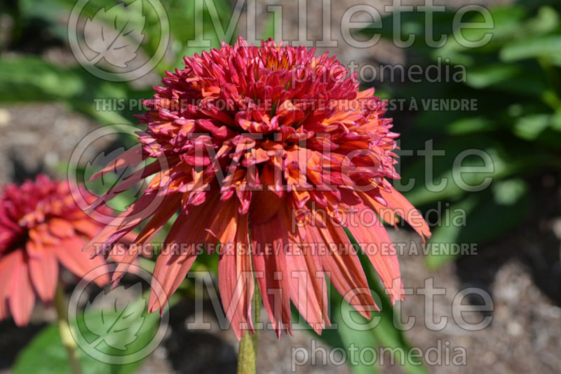 Echinacea Summer Samba (Coneflower) 1