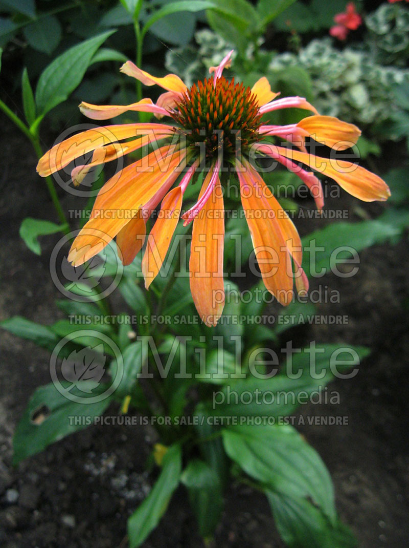 Echinacea Summer Sun (Coneflower) 1