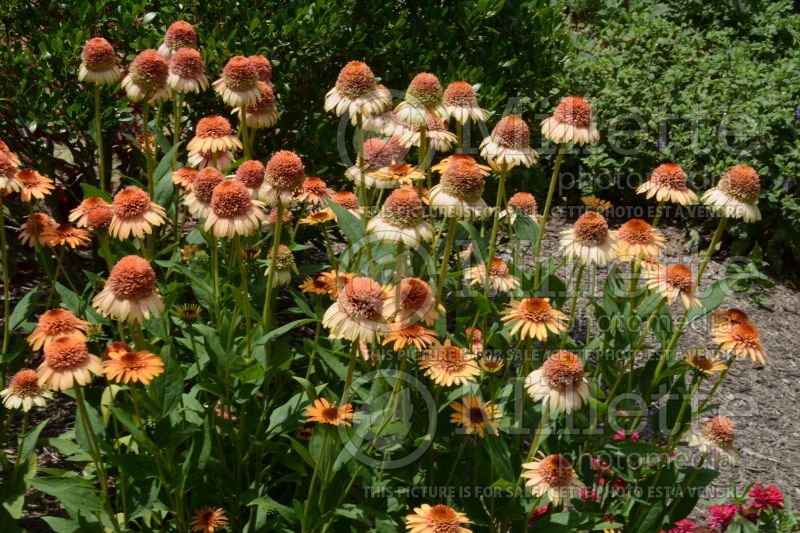 Echinacea Supreme Cantaloupe (Coneflower) 2