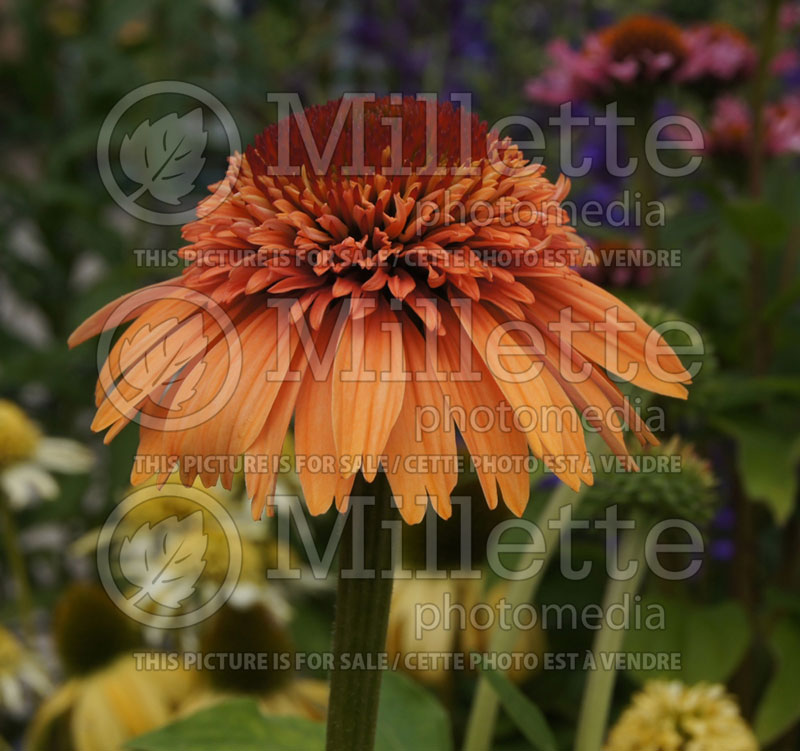 Echinacea Supreme Cantaloupe (Coneflower) 1