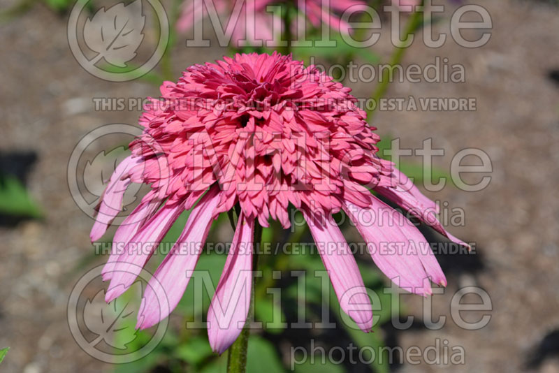 Echinacea Supreme Elegance (Coneflower) 1