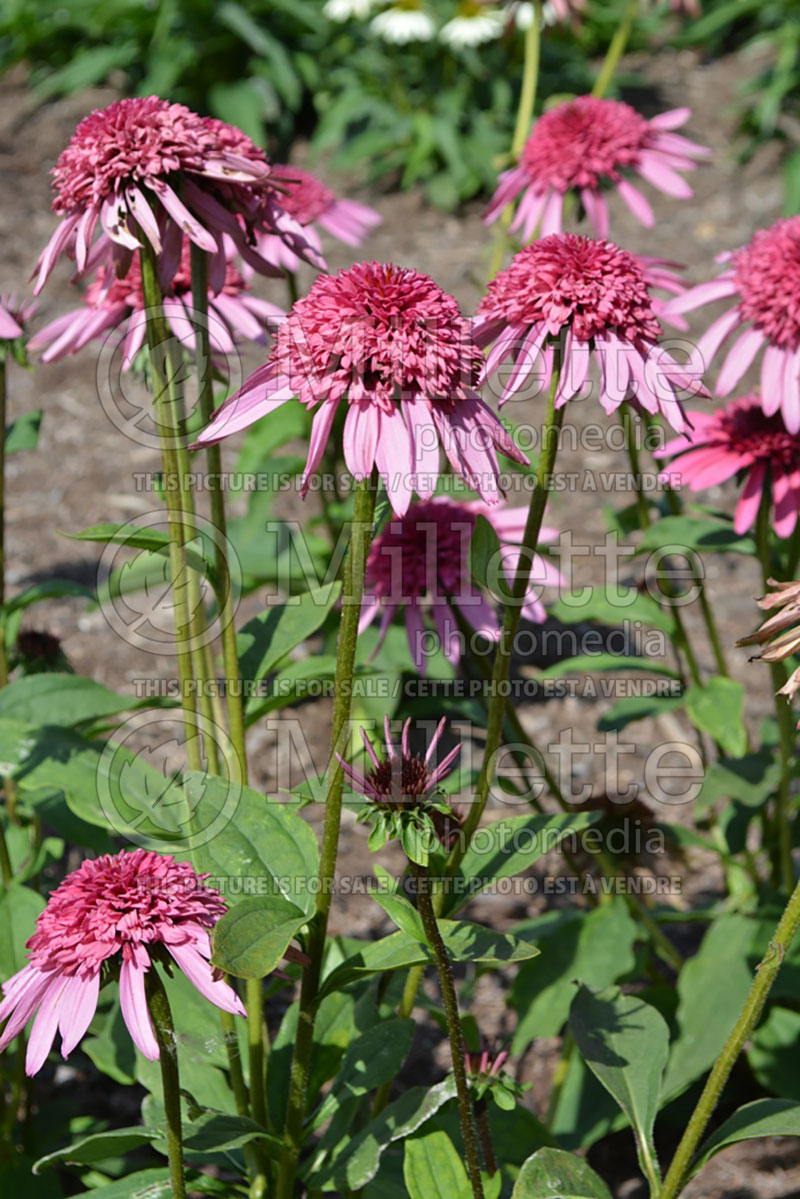 Echinacea Supreme Elegance (Coneflower) 2