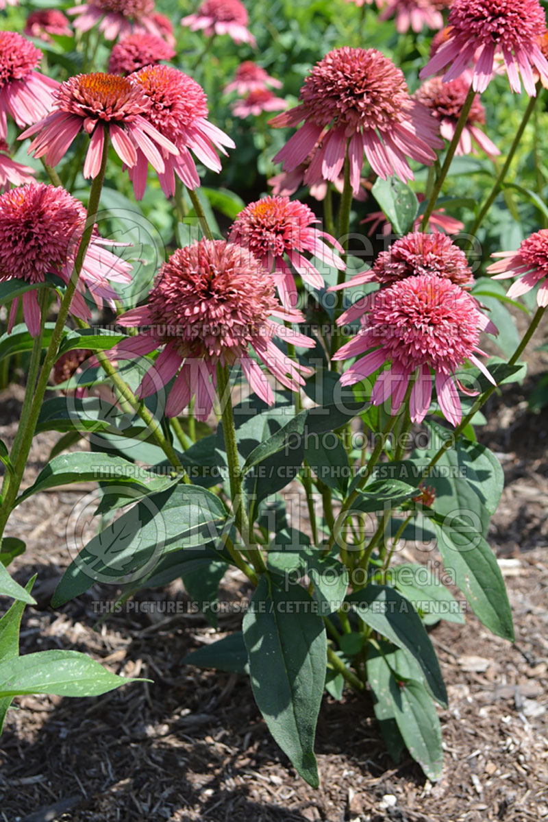 Echinacea Supreme Flamingo (Coneflower) 2 