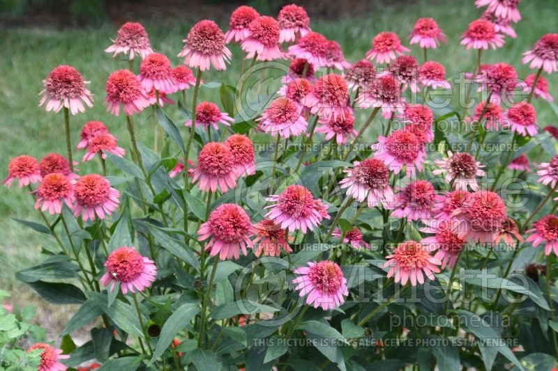 Echinacea Supreme Flamingo (Coneflower) 4 