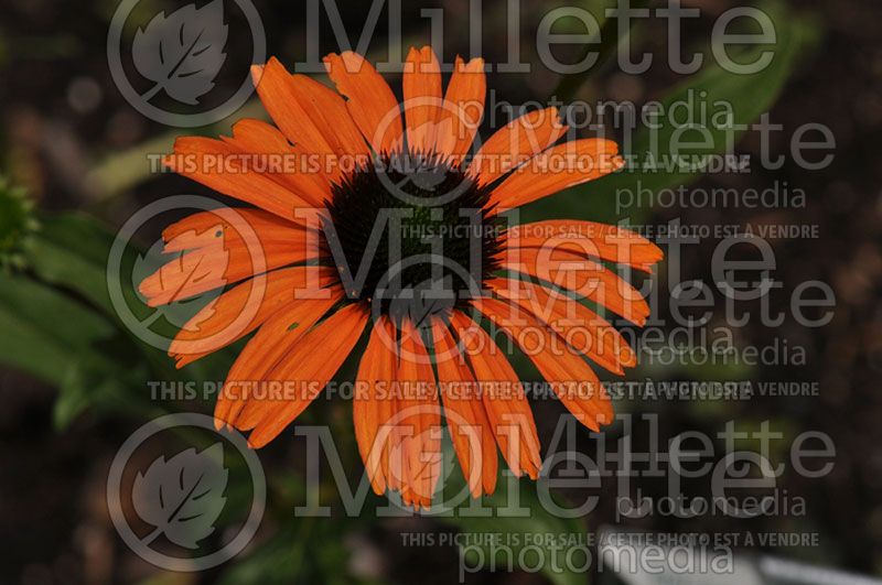 Echinacea Tangerine Dream (Coneflower)  1