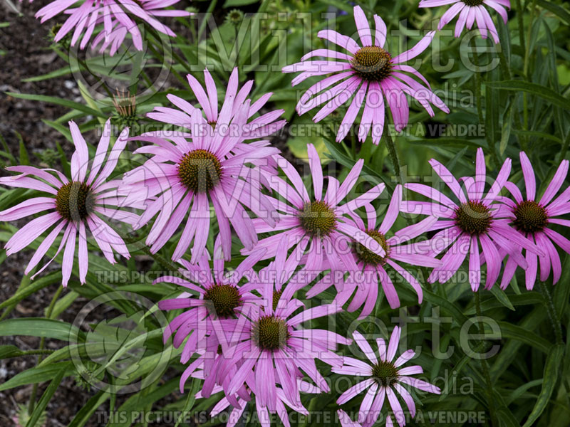 Echinacea tennesseensis (Coneflower) 3 