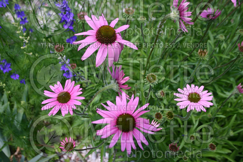 Echinacea tennesseensis (Coneflower) 2 