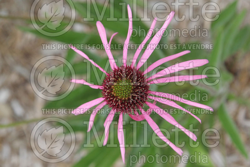 Echinacea Rocky Top (Coneflower) 1 