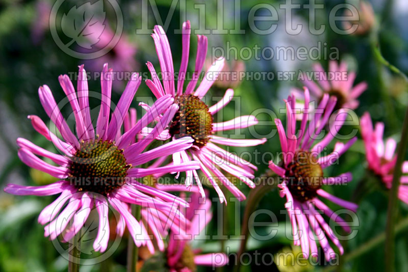 Echinacea Rocky Top (Coneflower) 2 