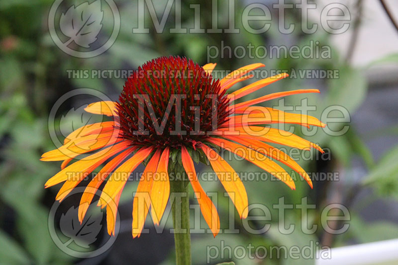 Echinacea Tiki Torch (Coneflower) 1 