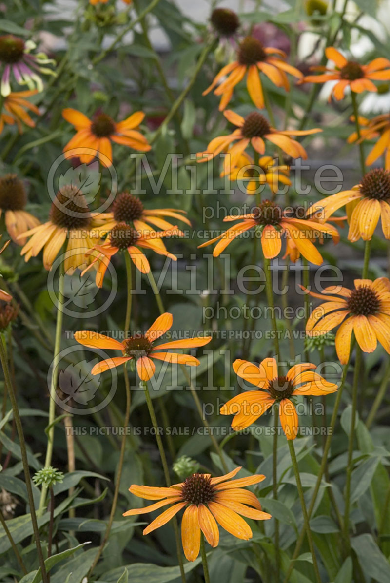 Echinacea Tiki Torch (Coneflower) 3