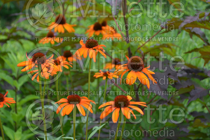 Echinacea Tiki Torch (Coneflower) 5