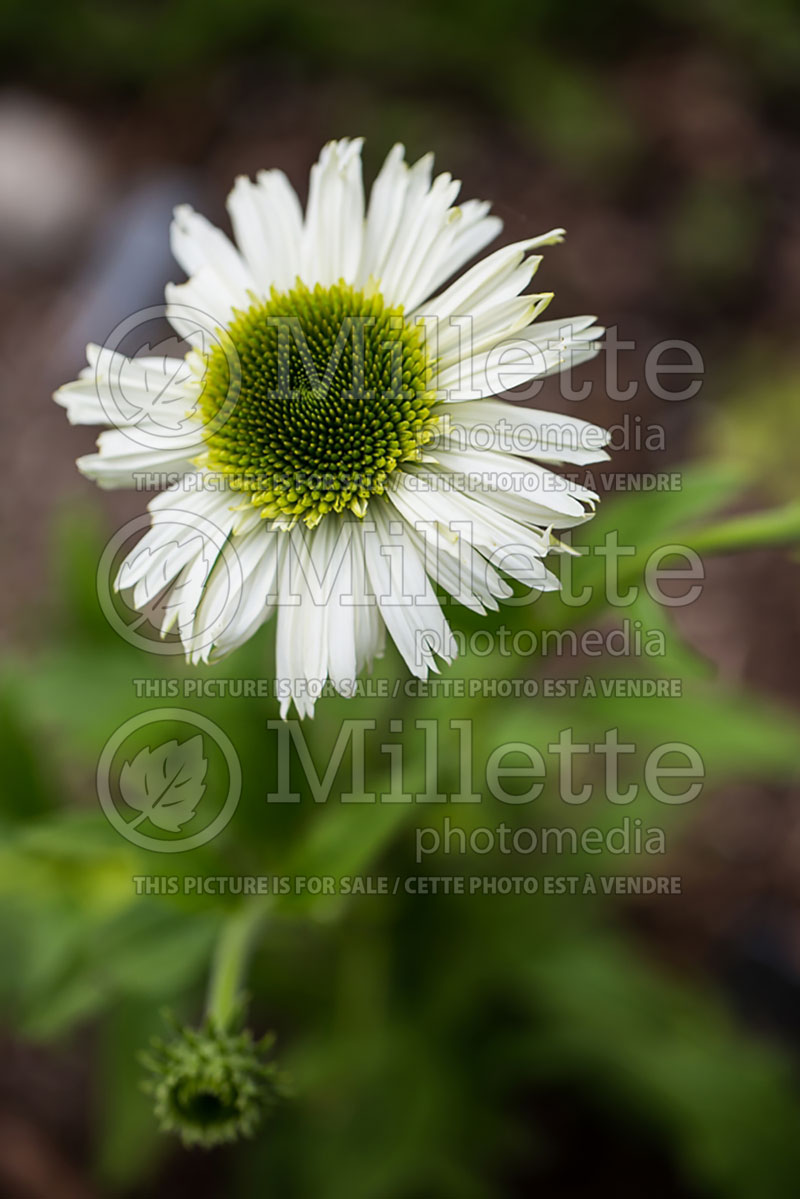 Echinacea Vanilla Cupcake (Coneflower) 1 