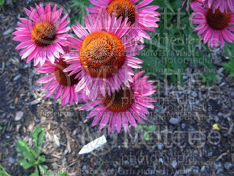 Echinacea Vintage Wine (Coneflower) 3