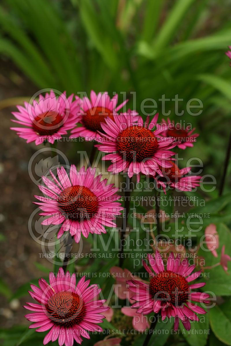 Echinacea Vintage Wine (Coneflower)  2