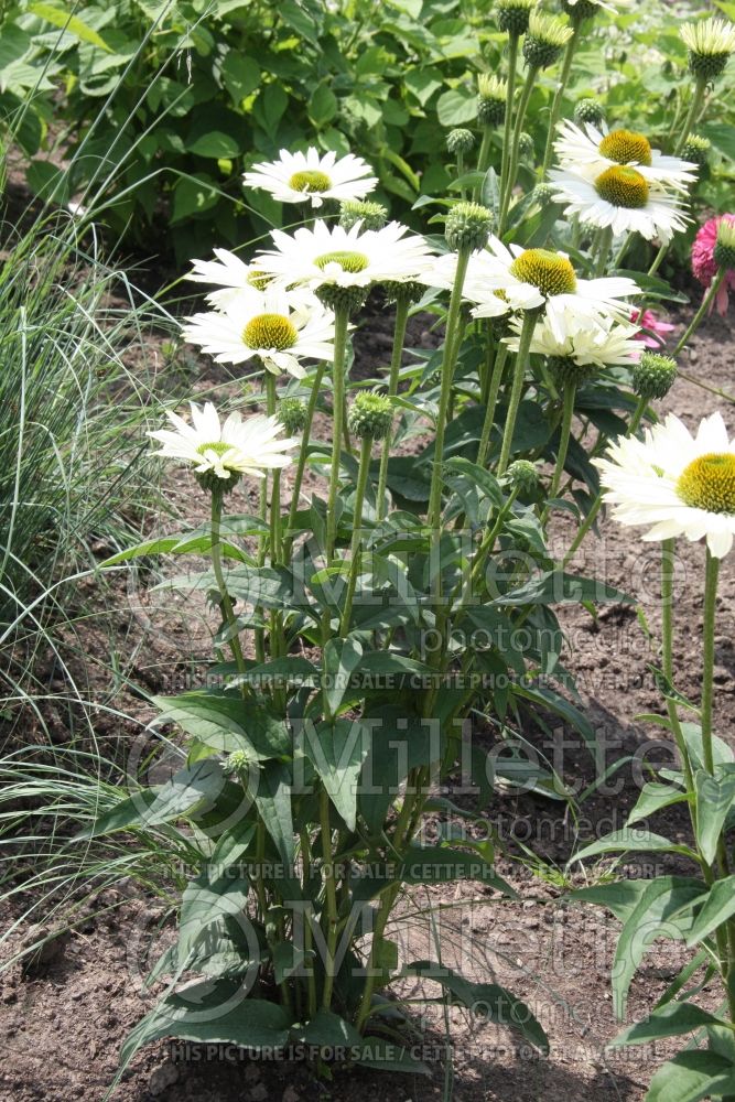 Echinacea Virgin (Coneflower) 3 