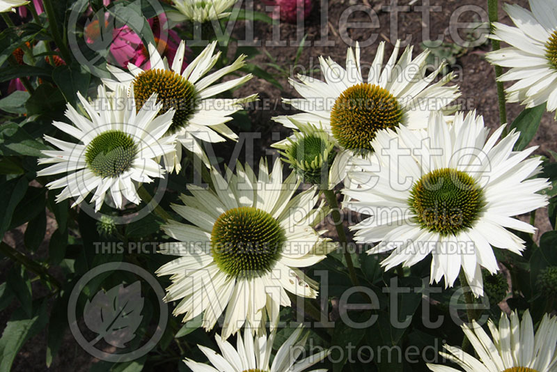 Echinacea Virgin (Coneflower) 1 