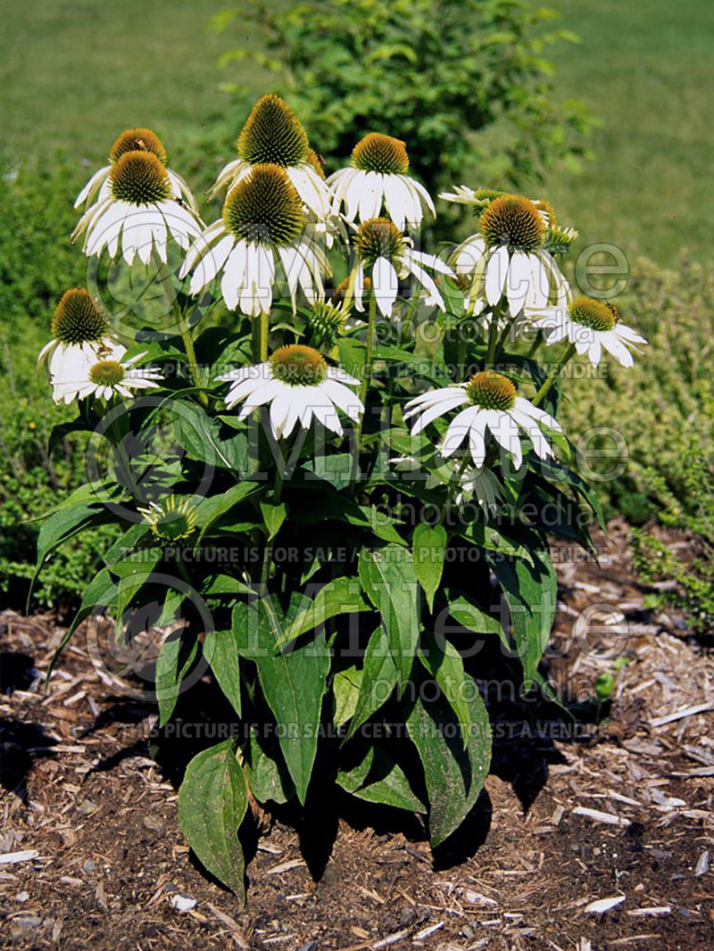 Echinacea White Nathalie (Coneflower) 1