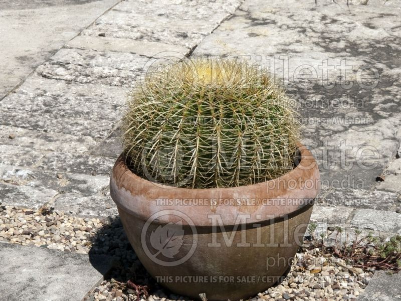 Echinocactus grusonii (golden barrel cactus) 1 