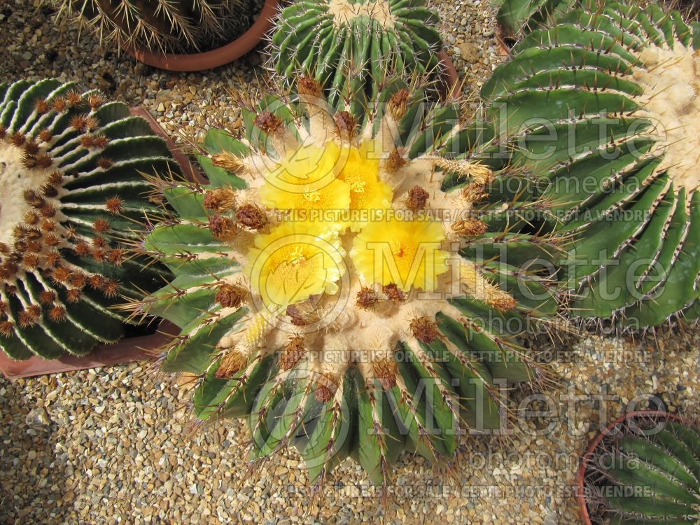 Echinocactus ingens (cactus) 1