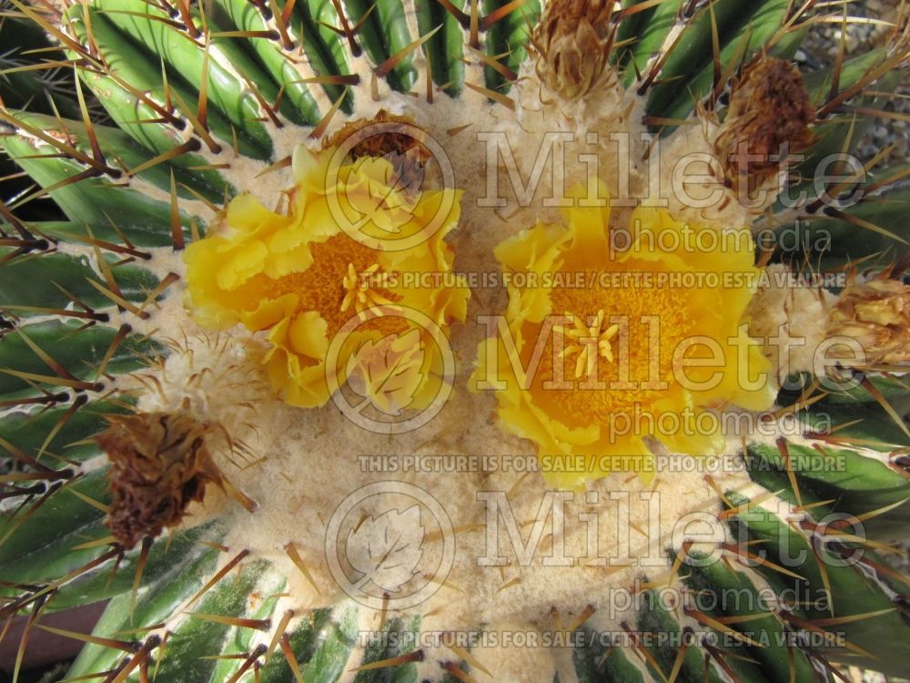 Echinocactus ingens (cactus) 2