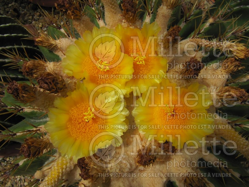 Echinocactus ingens (cactus) 4