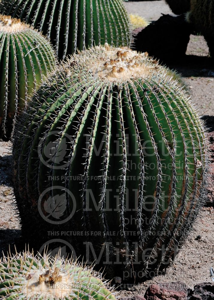 Echinocactus ingens (cactus) 5