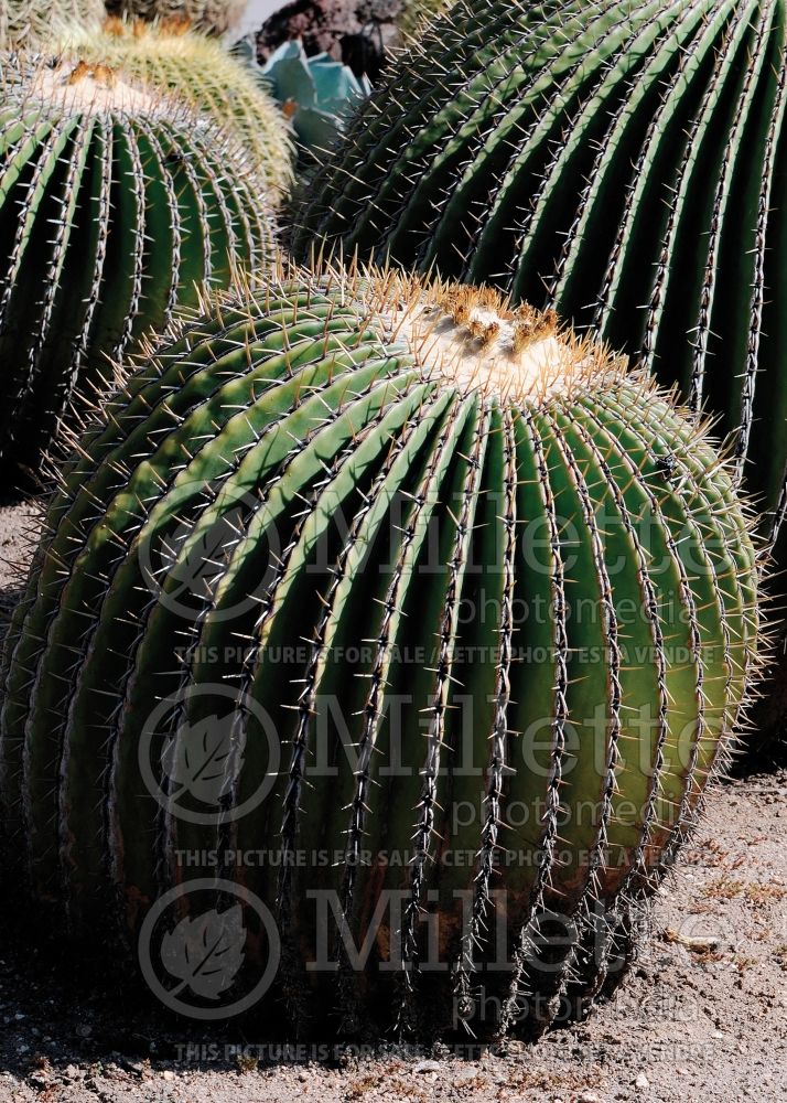Echinocactus ingens (cactus) 6