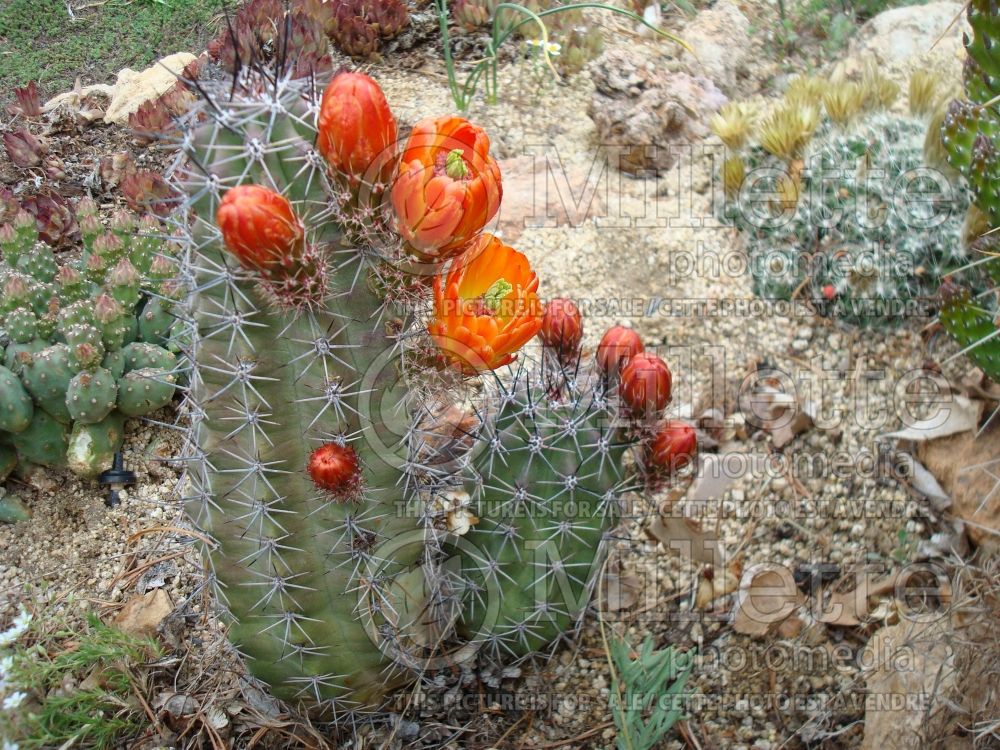 Echinocereus triglochidiatus (Kingcup cactus) 1
