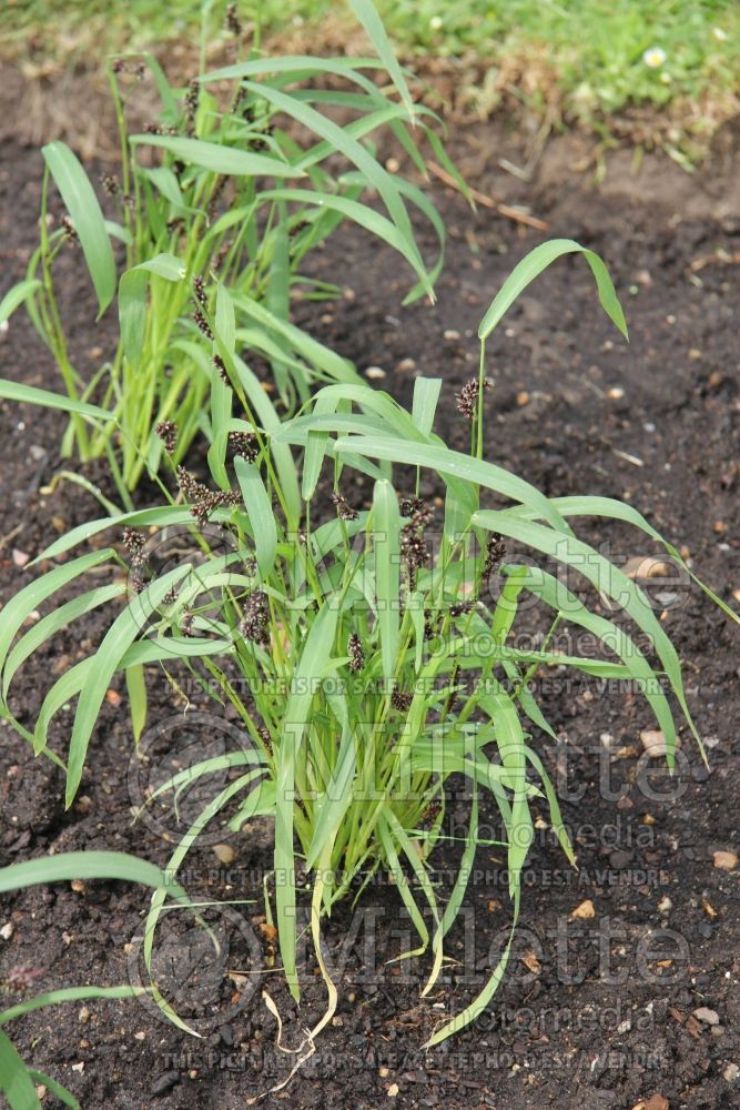 Echinochloa frumentacea (Japanese millet grass) 2 