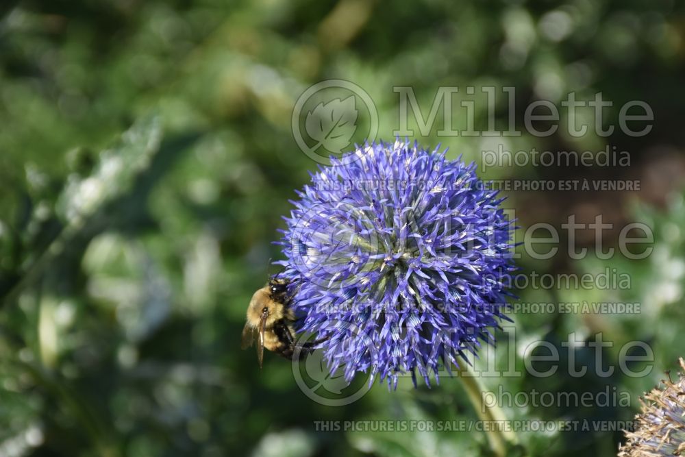 Echinops Platinum Blue (Globe thistle) 1