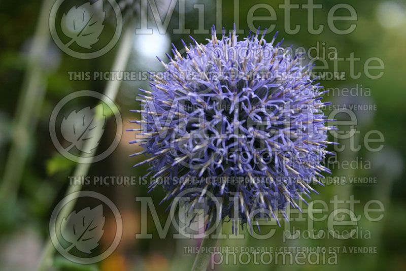 Echinops Blue Globe (Globe thistle)  2