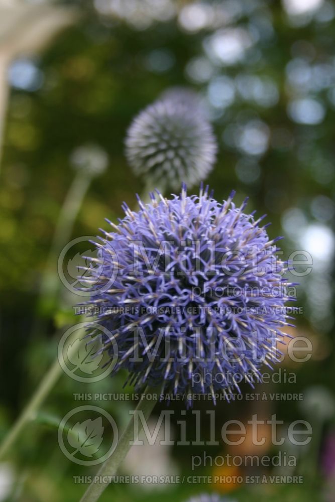 Echinops Blue Globe (Globe thistle) 1